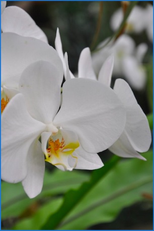56) bot tuin